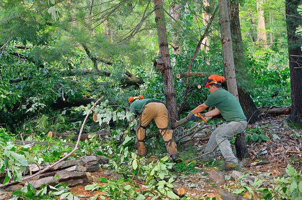 The Steps Involved in Our Tree Care Process in Richland, PA